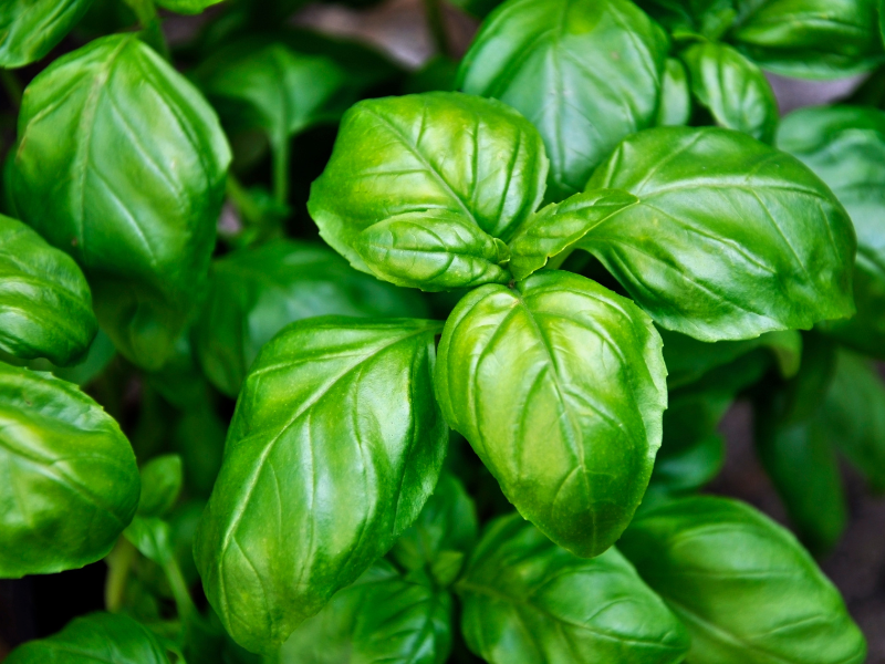 Easy herbs to grow in the South African garden Basil